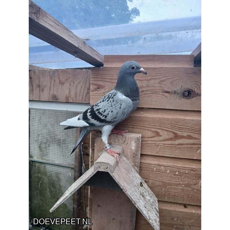 0137 Bon 3: Comb Arends Oude Pekela Zomerjong 2025