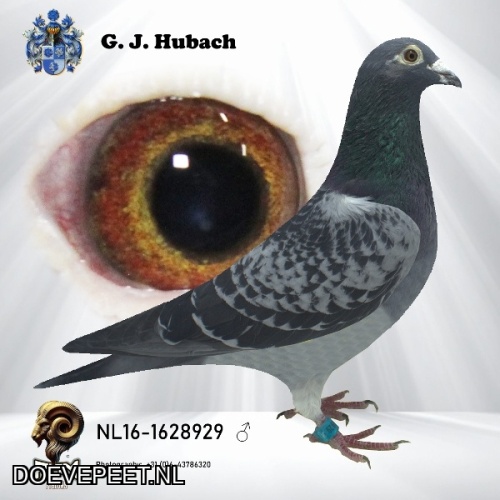 NL16-1628929 Ko van Dommelen