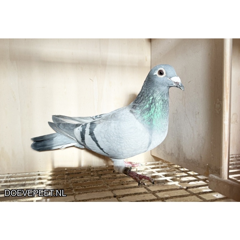 NG LOT 4 INTEELT CANDIRA JOS THONE