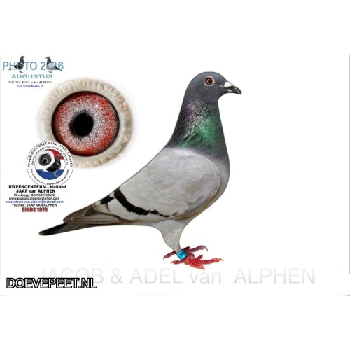 DMP Bon 41 Jaap van Alphen – Zandpol -Duivin 2026