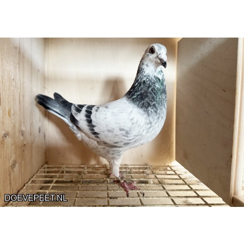 NG LOT 5 UIT ALLERBESTE VAN JOS THONE