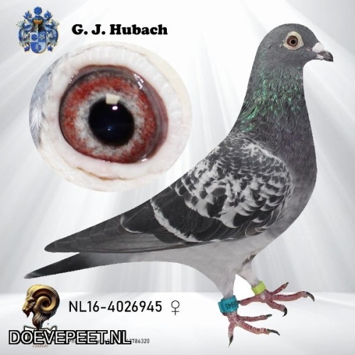 GH Koop 5 NL2016-4026945 Duivin