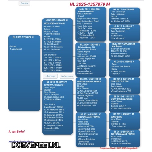1648 Lot 5  Aad van Berkel - één jonge duif 2025 – kweekklaar  grizzle