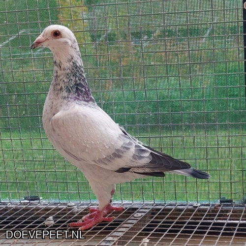 1648 Lot 5  Aad van Berkel - één jonge duif 2025 – kweekklaar  grizzle
