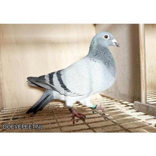 NG LOT 6 HEREMANS EN GOED GRIJS