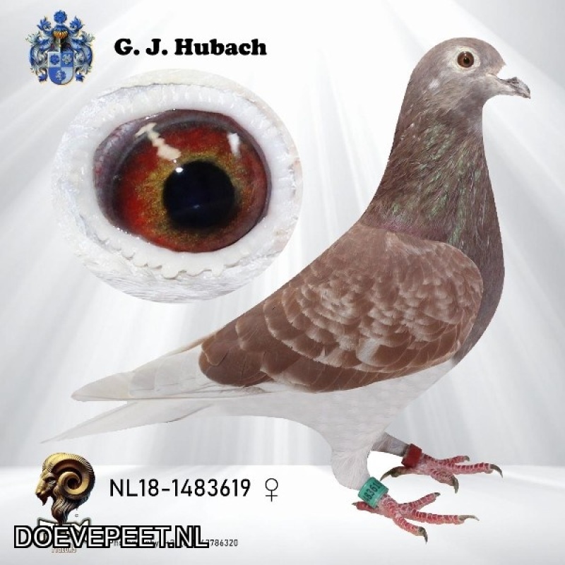 GH Koop 6 NL2018-1483619 Duivin