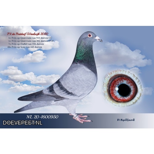 DMP Bon 6 Peter Spiljard – Brunssum – jonge duif 2026