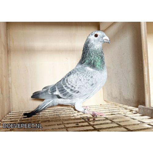 NG LOT 7 INTEELT AVRIL X CANDIRA JOS THONE