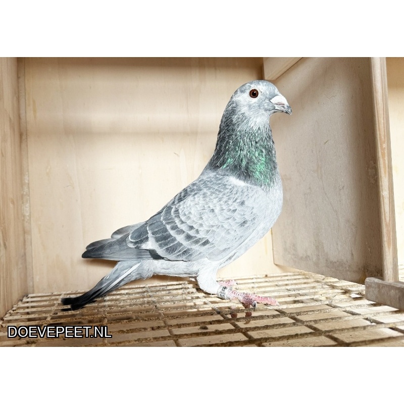 NG LOT 7 INTEELT AVRIL X CANDIRA JOS THONE