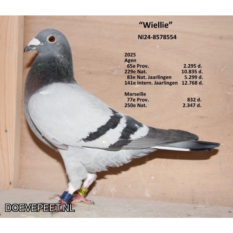 DMP Bon 7 Rob Schutten – Kerkrade – Jonge duif uit de kwekers i.o.