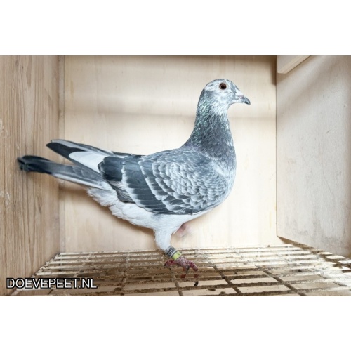 NG LOT 8 WITTE EDMOND JOS THONE X BLITZ PAIR ROORDING