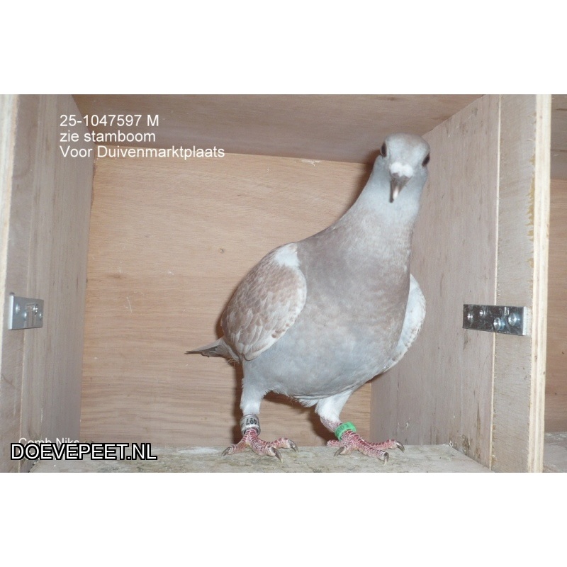 DMP Bon 86 Combinatie Niks – Westerhaar – Jong 2025