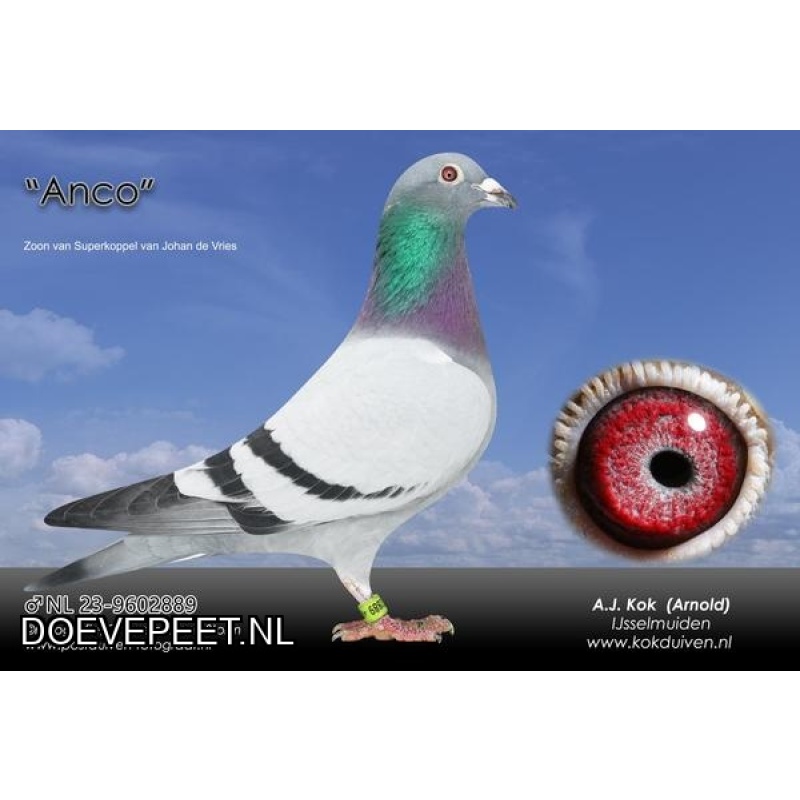DMP Bon 87 Arnold Kok – Ijsselmuiden – jonge 2026 1/2