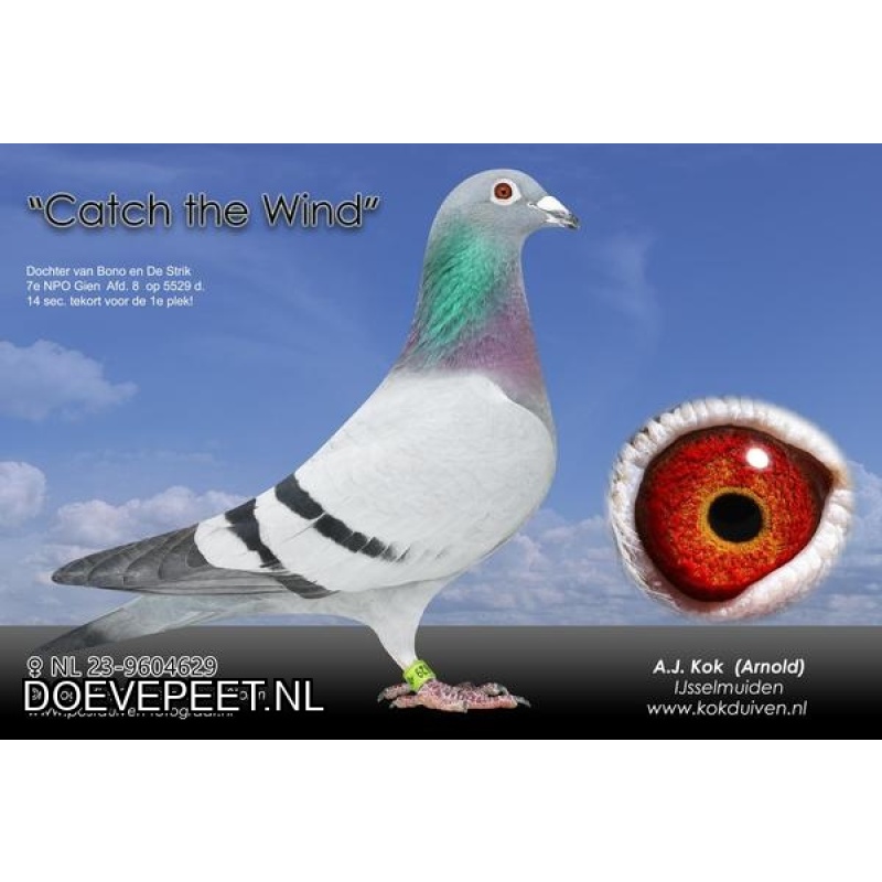 DMP Bon 87 Arnold Kok – Ijsselmuiden – jonge 2026 1/2