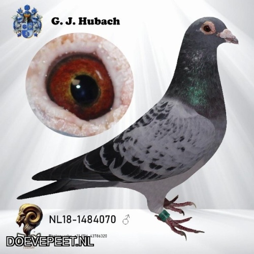 GH Koop 8 NL2018-1484070 Doffer