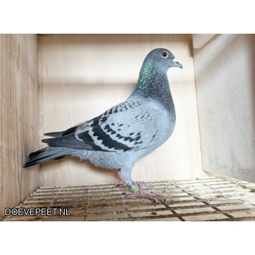 NG LOT 9 NINA EN CANDIRA JOS THONE