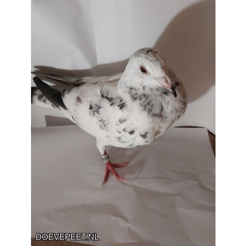 DMP Bon 9 Patre pigeons ( Paul Aalbers) - Denekamp – Een schimmel Leideman duif