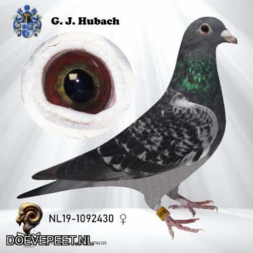 GH Koop 9 NL2019-1092430 Duivin