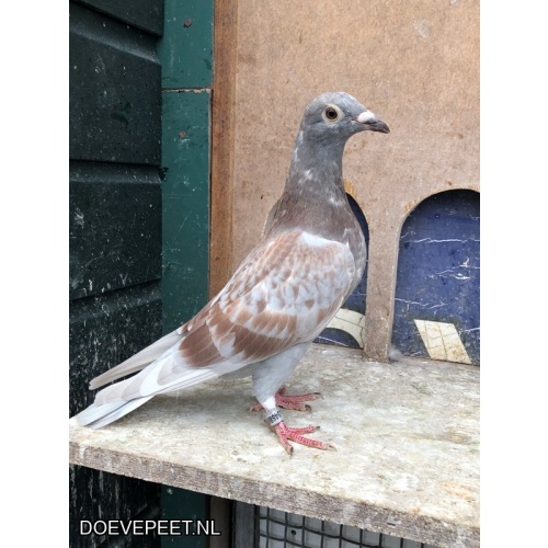 TvdR-Koop 5: NL25-1348880 Doffer