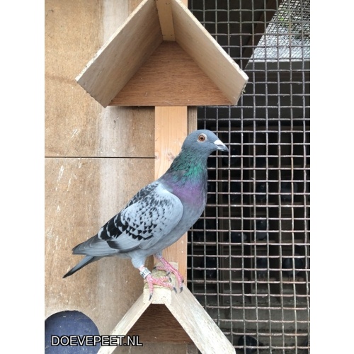 TvdR-Koop 1: NL25-1348758 Doffer