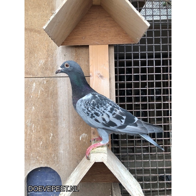 TvdR-Koop 2: NL25-1348759 Doffer