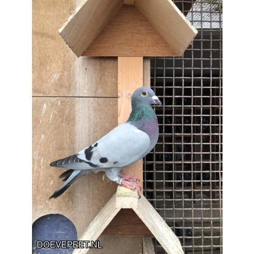 TvdR-Koop 3: NL25-1348995 Duivin