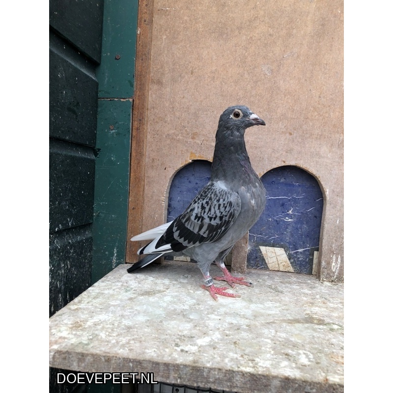 TvdR-Koop 4: NL25-1348879 Duivin