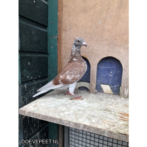 TvdR-Koop 6: NL25-1348996 Doffer