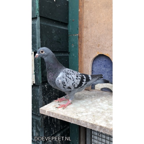 TvdR-Koop 7: NL25-1348985 Duivin