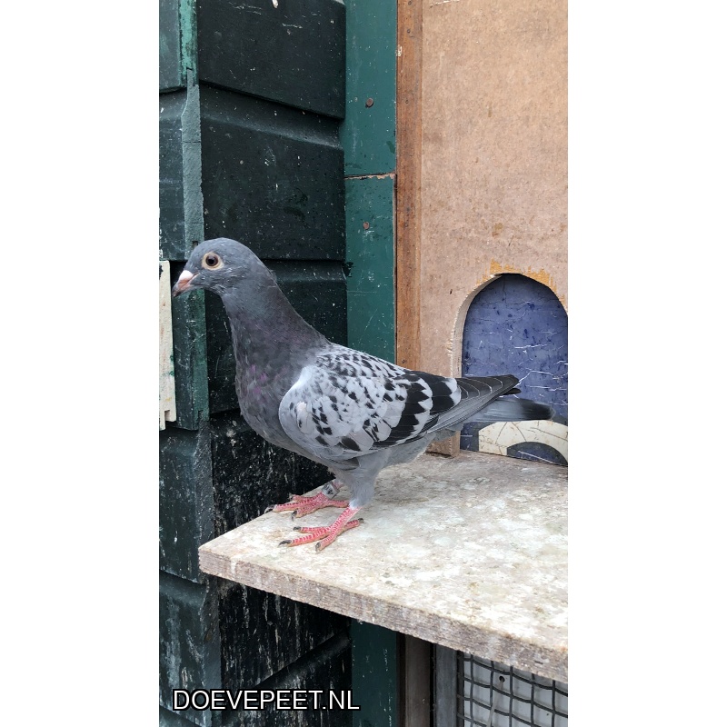 TvdR-Koop 7: NL25-1348985 Duivin