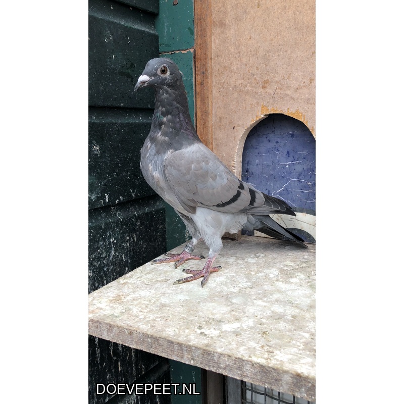 TvdR-Koop 8: NL25-1348986 Duivin