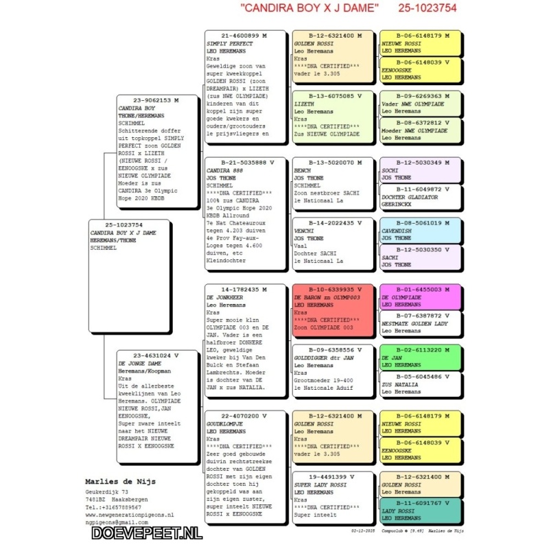 NG LOT 1 – Iets speciaals inteelt NIEUWE ROSSI x EENOOGSKE van Leo Heremans