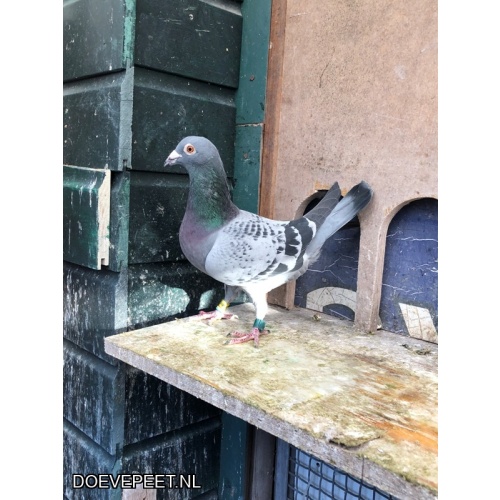 JvdR Koop 1: NL24-107 Doffer