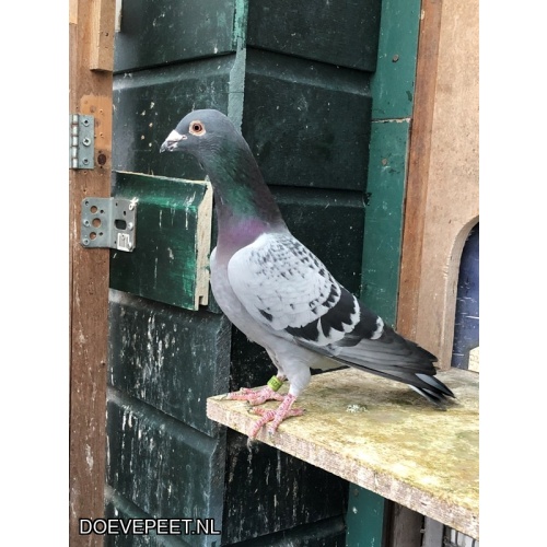 JvdR Koop 10 NL23-257 Doffer