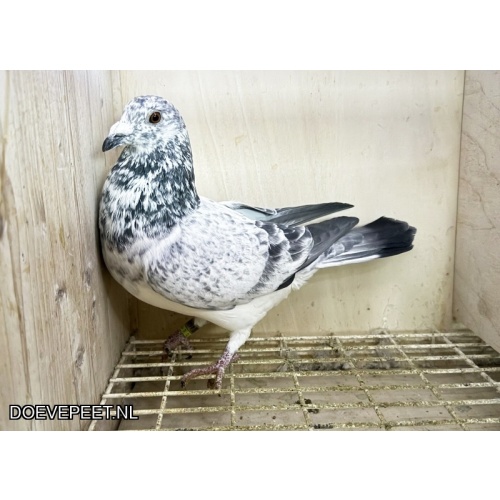 NG LOT 10 – Maarten Hakvoort, Albert Roording en Leo Heremans