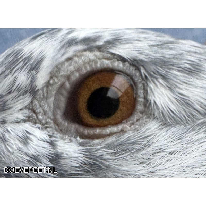 NG LOT 10 – Maarten Hakvoort, Albert Roording en Leo Heremans