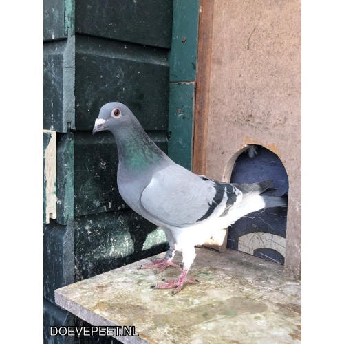 JvdR Koop 11 NL25-209 Duivin