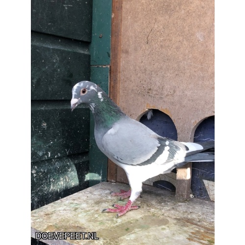 JvdR Koop 12 NL24-178 Duivin