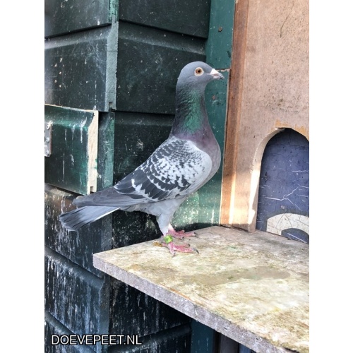 JvdR Koop 13 NL23-535 Duivin