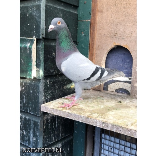 JvdR Koop 14 NL23-228