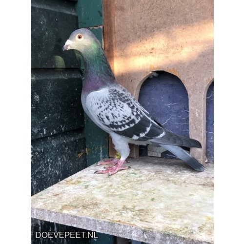 JvdR Koop 15 NL24-151 Doffer