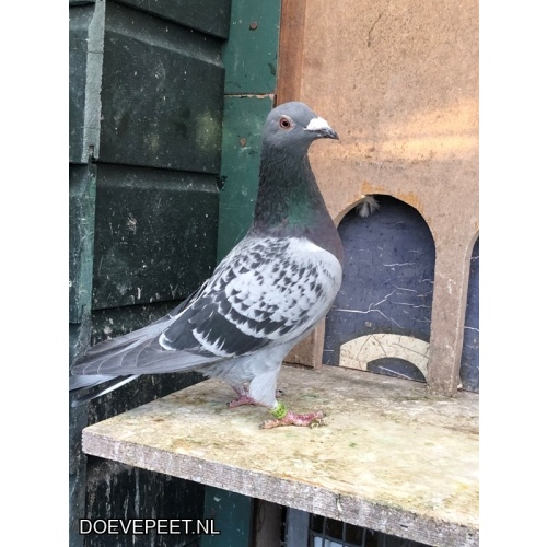 JvdR Koop 16 NL23-273 Doffer