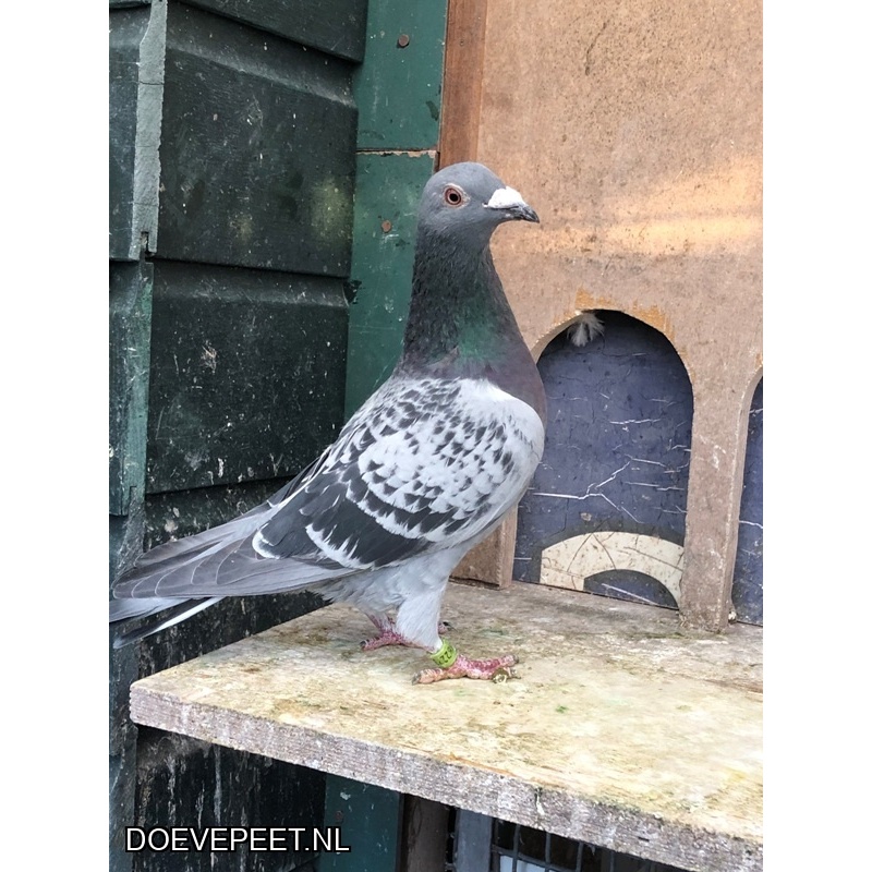 JvdR Koop 16 NL23-273 Doffer