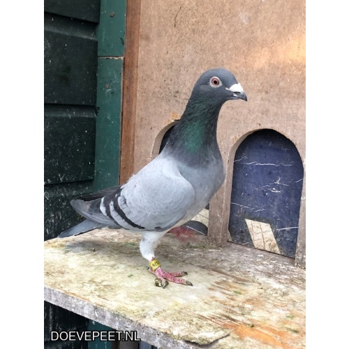 JvdR Koop 17 NL24-176  Doffer