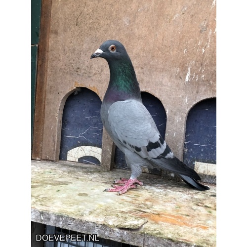 JvdR Koop 18 NL23-534 Duivin