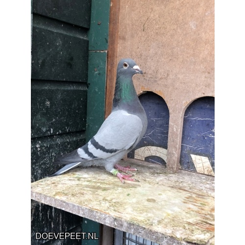 JvdR Koop 19 NL23-495 Duivin