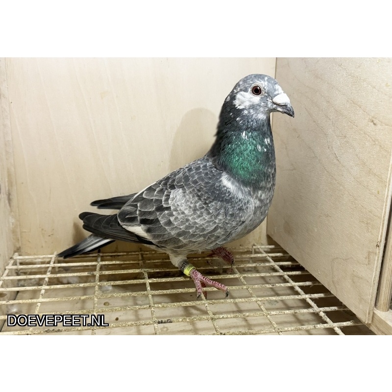 NG LOT 1 – Iets speciaals inteelt NIEUWE ROSSI x EENOOGSKE van Leo Heremans