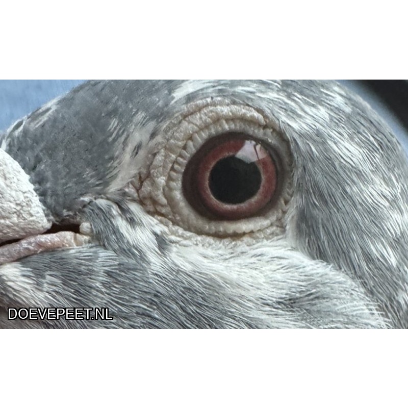 NG LOT 1 – Iets speciaals inteelt NIEUWE ROSSI x EENOOGSKE van Leo Heremans