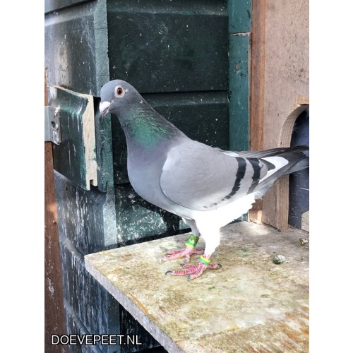 JvdR Koop 2: NL23-693 Duivin