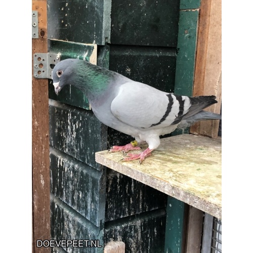 JvdR Koop 21 NL24-086 Doffer